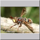 Conops vesicularis - Grosse Wespendickkopffliege 01c.jpg